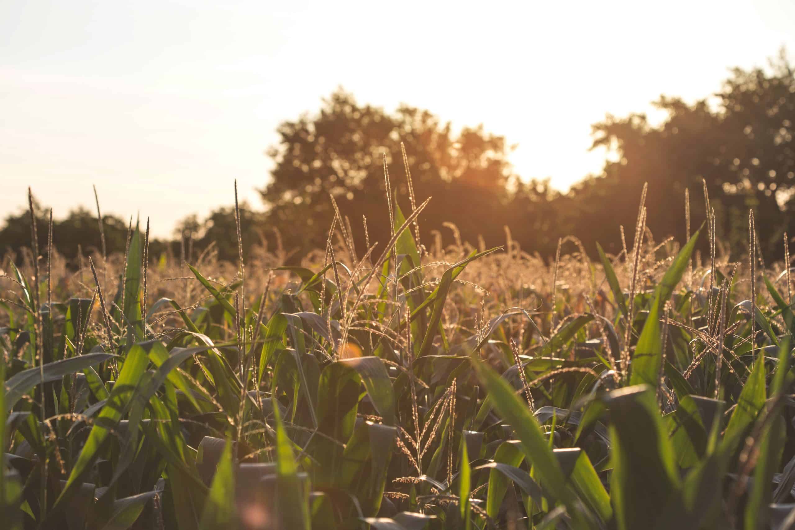 OMRI certified fertilizer for organic corn