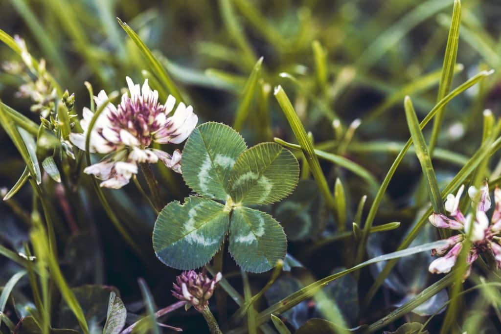 Best Cover Crops for Organic Farming in the Midwest