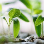 Quality organic seeds