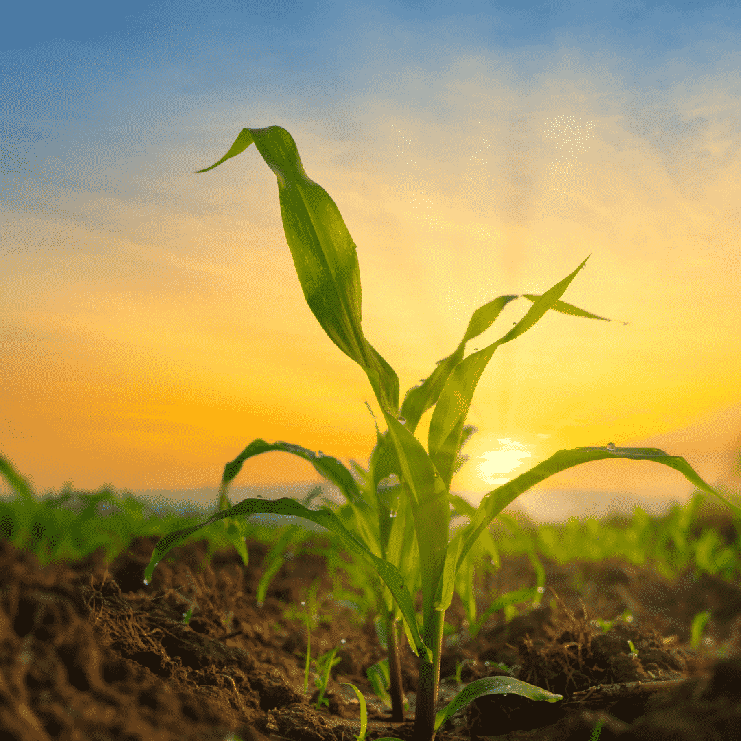 Soil Management Practices Organic Farming Soil Conservation