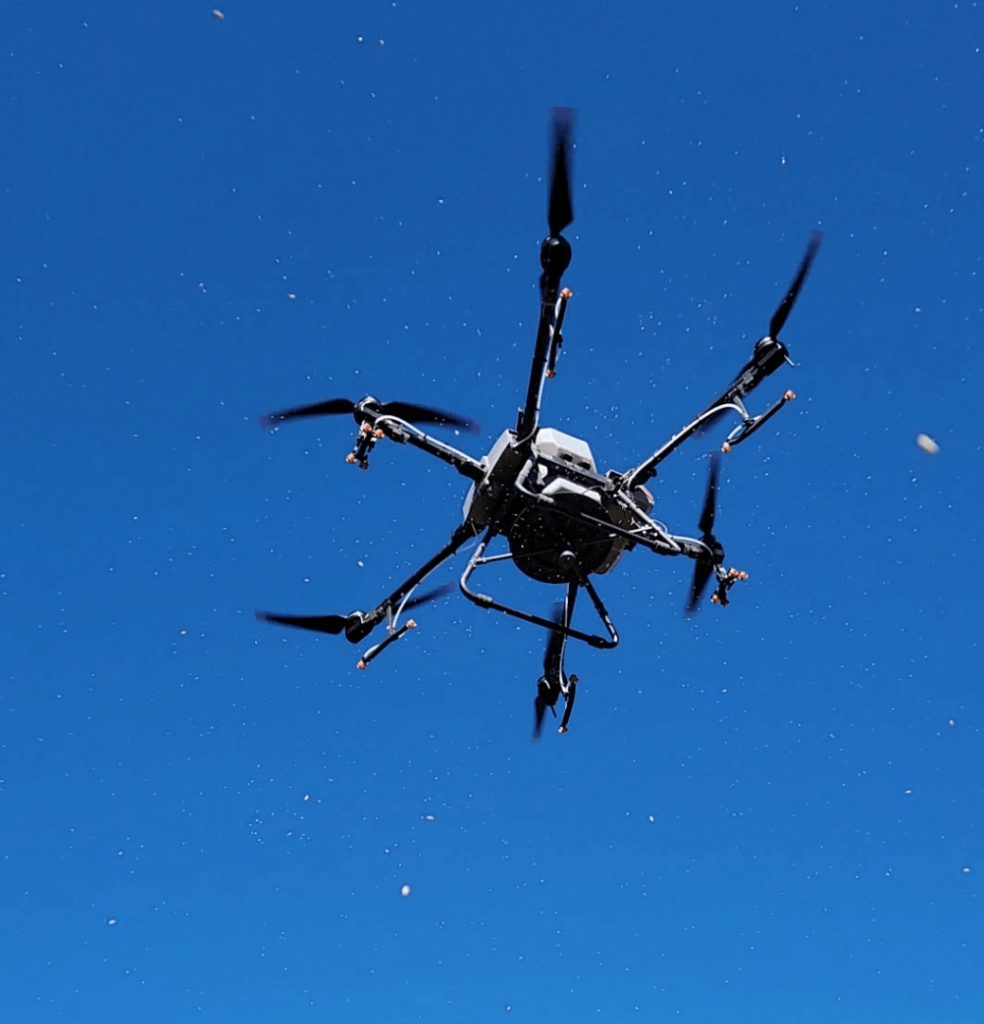 Photo shows our drone aerial seeding cover crop seed in August