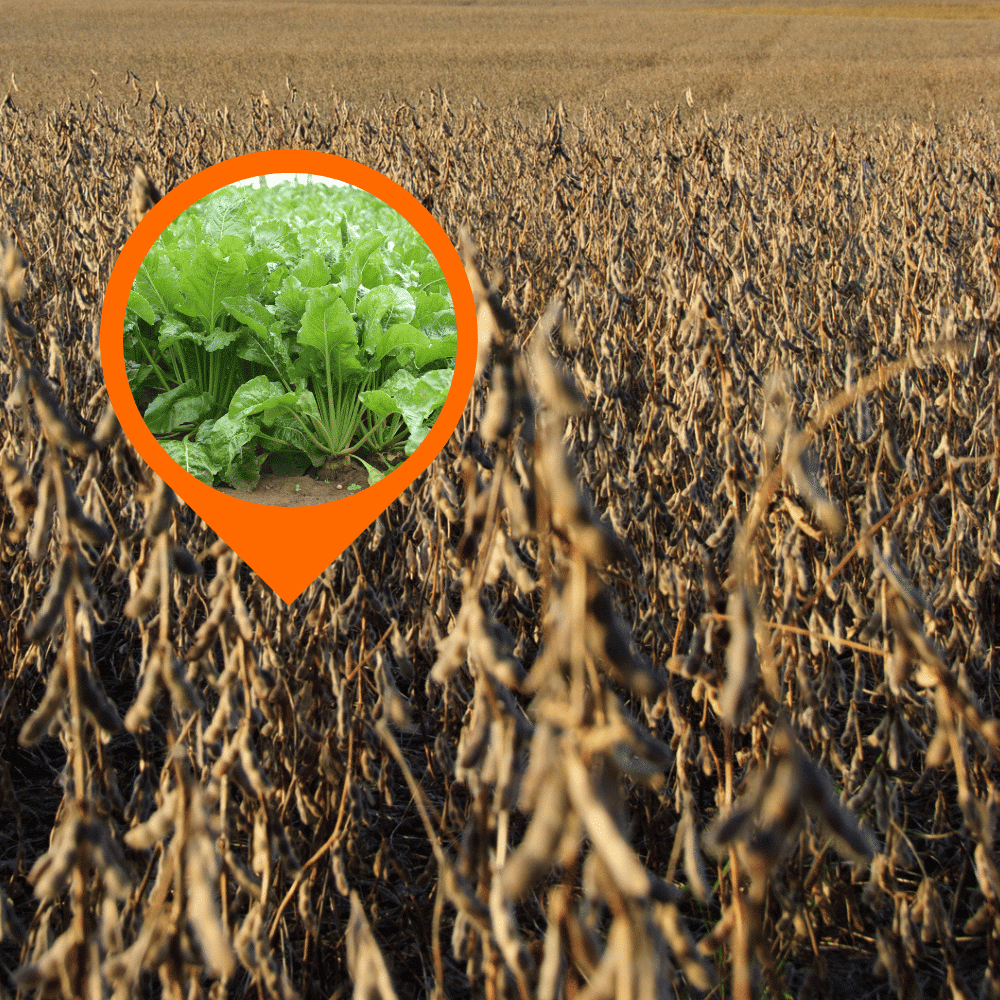 Photo shows brassica food plot growing in a soybean planting for deer