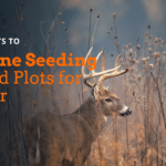Photo shows a whitetail deer standing in a food plot planted via a drone