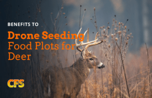 Photo shows a whitetail deer standing in a food plot planted via a drone