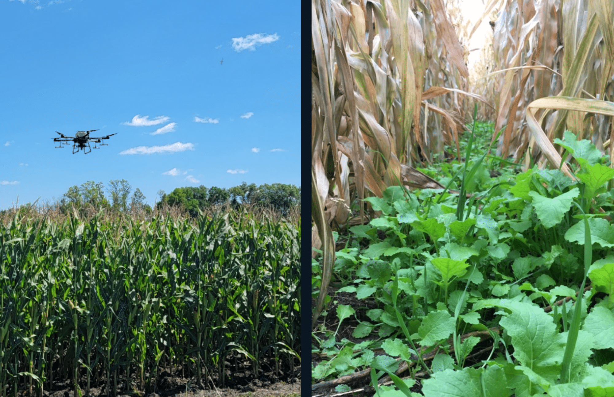 Photo shows before and after a drone planting cover crops into a standing corn field