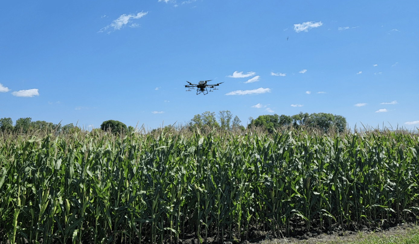 Photo shows our drone seeding cover crops into a standing corn field about 6 feet tall