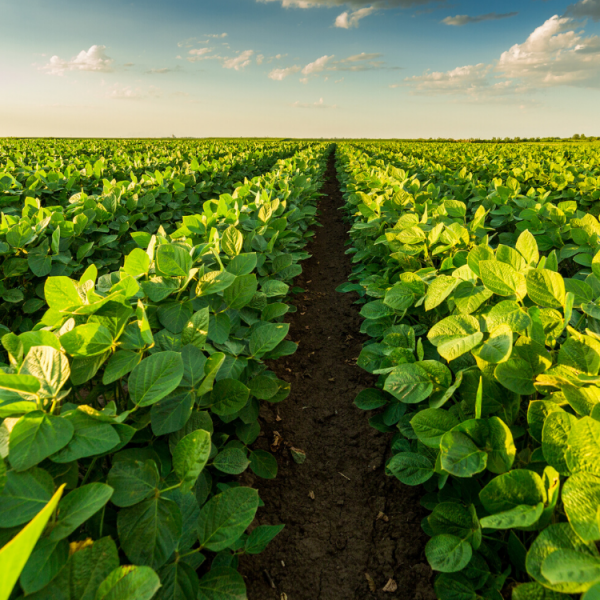 Organic Bean Fertilizer