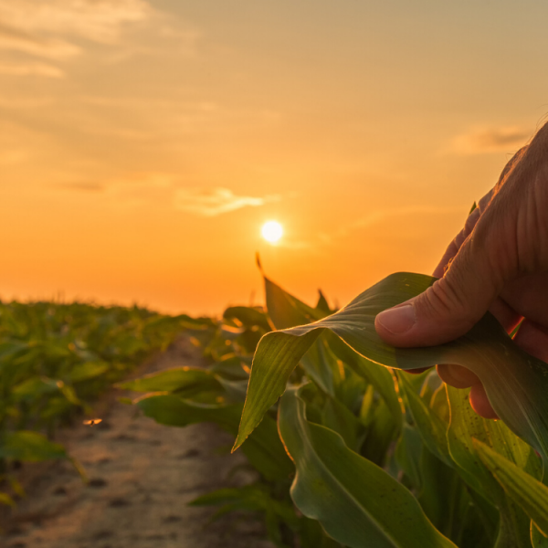 Organic Corn Fertilizer